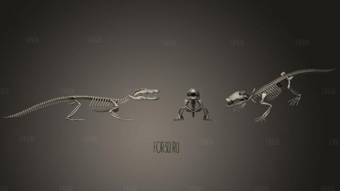 Crocodile Skeleton